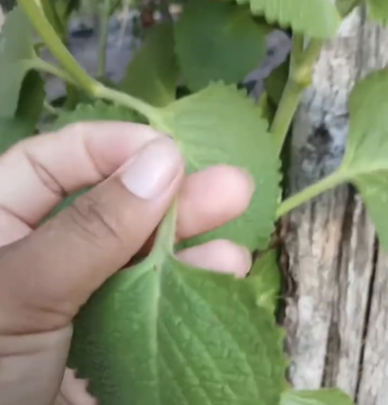 La Planta Milagrosa que Puede Proteger tu Vista y Ayudar a Controlar la ...